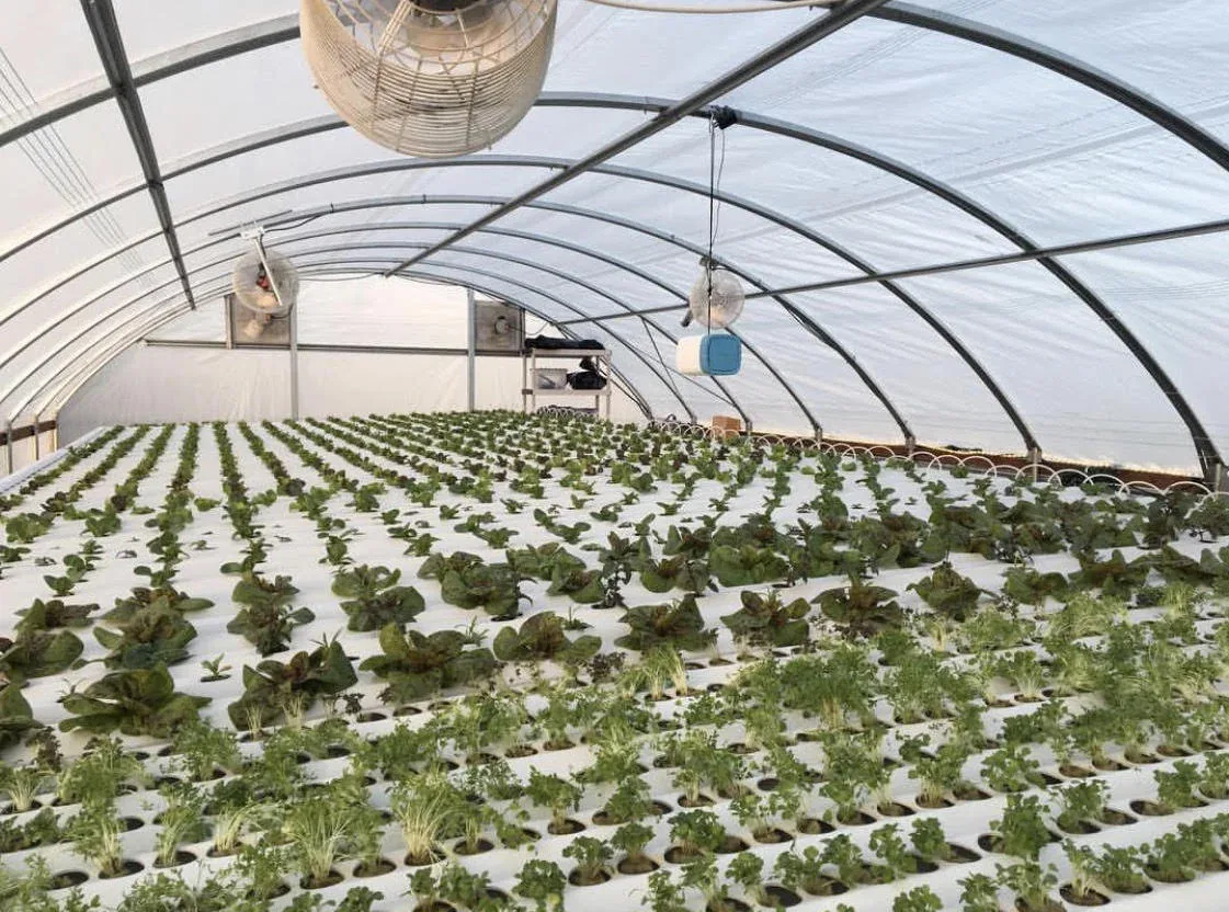 Inside a hydroponic greenhouse with rows of young greens
